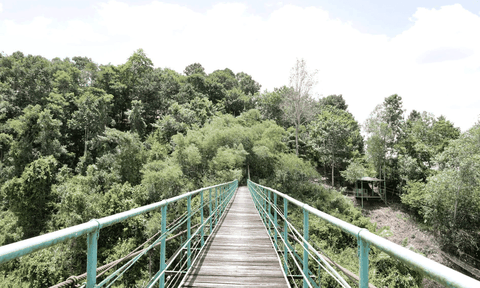 Khám phá cầu treo giữa rừng xanh - điểm nhấn độc đáo tại Làng Chữa Lành Kaho