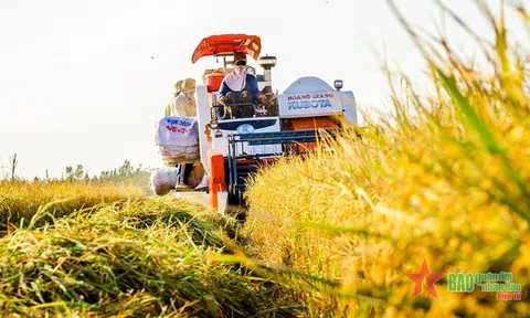 Lúa gạo Việt Nam – từ quân lương kháng chiến đến hành trình xanh và thịnh vượng