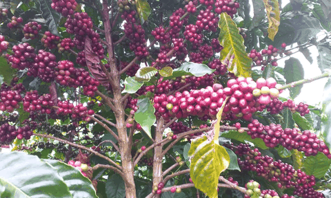 Đi qua những mùa cà phê chín tuổi thơ