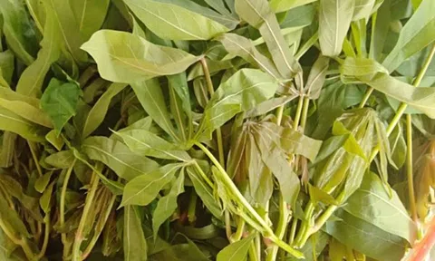 Dưa chua lá sắn, món ăn “nhà quê” nhưng ngon đến khó quên