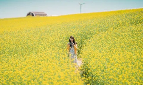 Mùa hoa cải bên sông