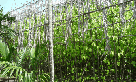 Hóc Môn - Bà Điểm: Hành trình từ vùng đất giàu lịch sử đến khu đô thị - công nghiệp năng động của TP. Hồ Chí Minh