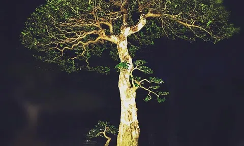 Một loài mai có hoa chiếu thuỷ!