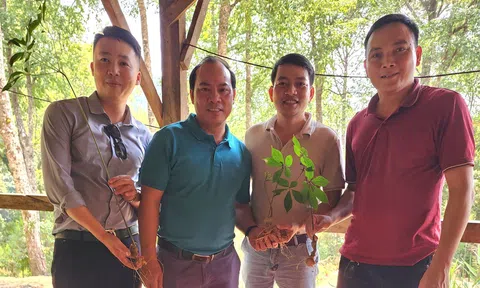 Báu vật của đại ngàn: Tri thức bản địa về Sâm Ngọc Linh được vinh danh Di sản văn hóa