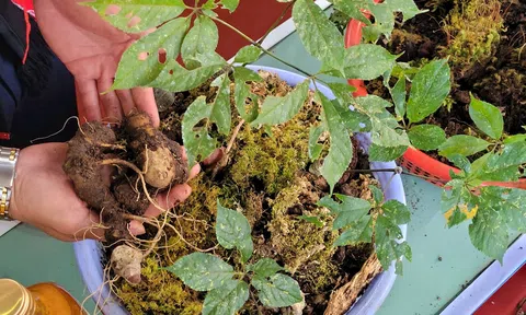 Củng cố thương hiệu “quốc bảo” sâm Ngọc Linh: Mở rộng cấp quyền chỉ dẫn địa lý tại Kon Tum
