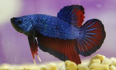 Một phần tuổi thơ