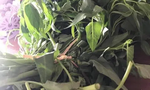 Tình người
