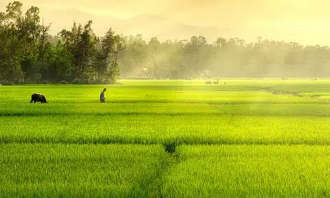 Lão phó cối