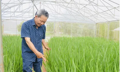 Chuyện cây lúa của ông Hoan ở Tây Nguyên