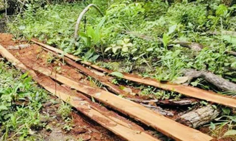 Gia Lai: Trên 13 ha rừng bị tàn phá