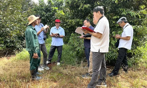 Gia Lai: Những tỷ phú bước ra từ nước mắt hồ tiêu (Bài 2)
