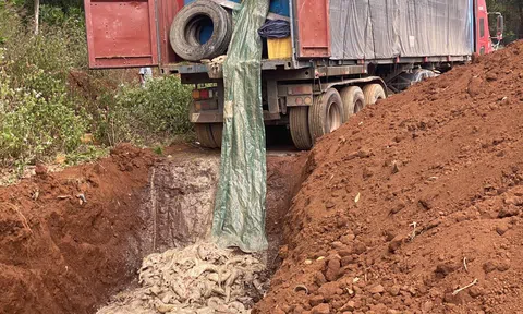 Gia Lai: Tiêu hủy 5,5 tấn cá tầm vận chuyển trái phép qua biên giới