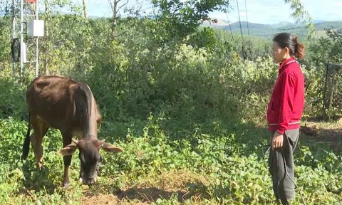Kon Tum:  Kiểm điểm trách nghiệm tập thể, cá nhân trong vụ cấp bò sai quy định
