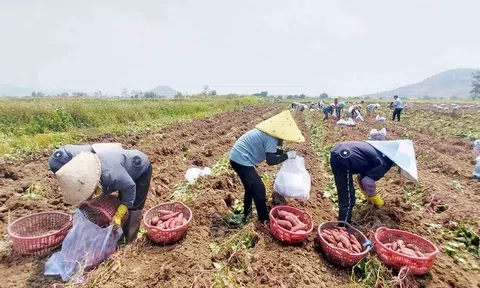 Gia Lai: Giải cứu khoai lang, tiếp sức cho người dân nét văn hóa đậm chất nhân văn