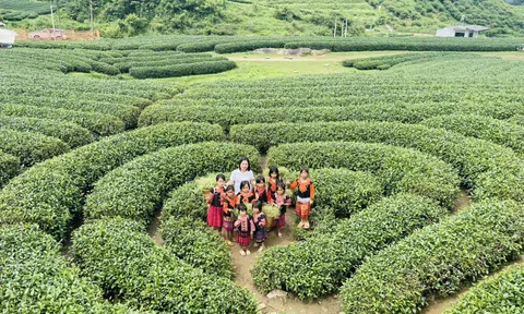 Khám phá đồi chè trái tim Đài Loan xanh ngắt ở Mộc Châu