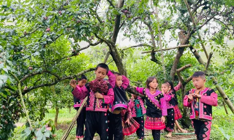 Khám phá mùa mận chín tại cao nguyên Mộc Châu