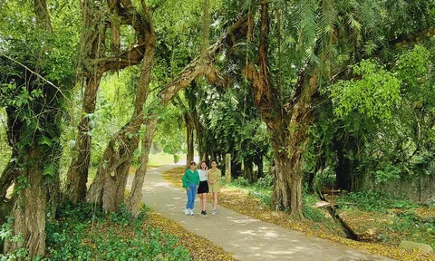 Chiêm ngưỡng không gian bình yên nơi cây sanh di sản 800 tuổi