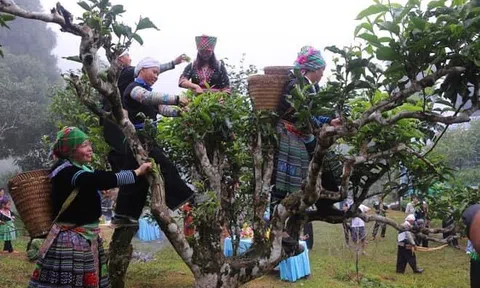 Yên Bái: Lễ hội tôn vinh cây chè Shan Tuyết cổ thụ suối Giàng tại huyện Văn Chấn