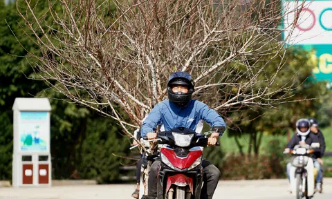 Đào rừng xuống phố khoe sắc đón xuân