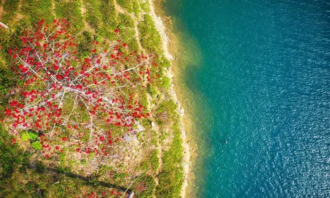 Mê mẩn ngắm Hoa gạo đỏ rực bên bờ sông Nho Quế Hà Giang