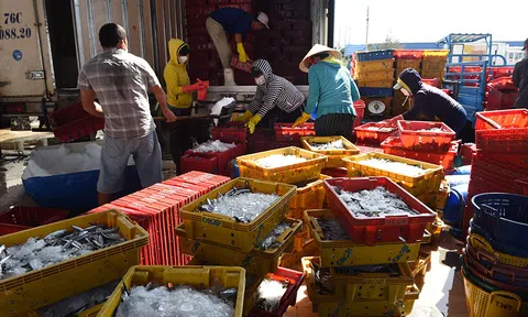 Quảng Ngãi: Ngư dân trúng đậm “lộc biển” trong những chuyến ra khơi đầu năm Nhâm Dần