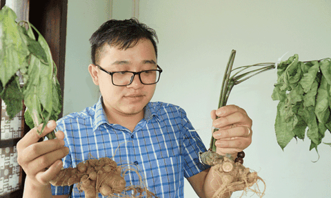 Kon Tum tìm cách nhăn chặn tình trạng buôn bán sâm Ngọc Linh giả