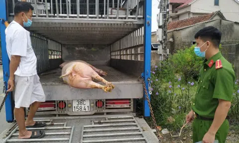 Hà Tĩnh: Bắt giữ xe ô tô vận chuyển 1,5 tạ lợn chết vào địa bàn