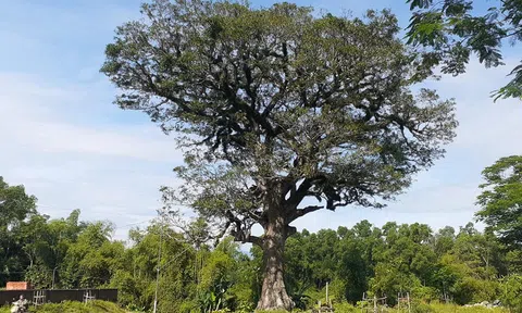Cây di sản hàng trăm tuổi chết khô sau “dự án tôn tạo” ở Nghệ An
