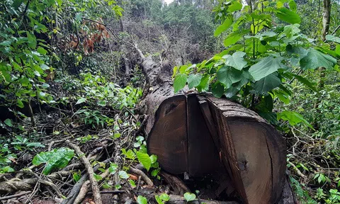 Hà Giang:  Đình chỉ công tác Trưởng ban quản lý vườn Quốc gia Du Già