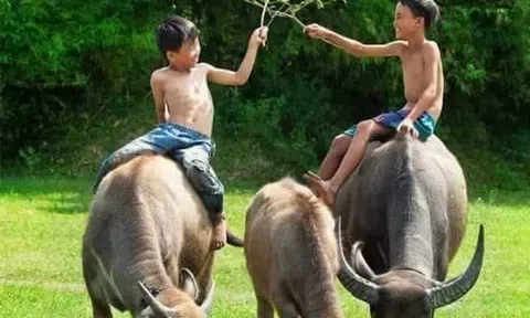 Thơ "Nhí" nhưng tình ý "già" !