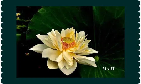 Lụy tình