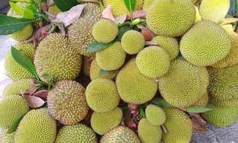 Cây trái vườn nhà
