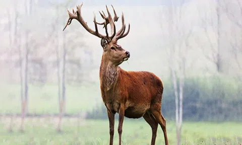 Mỹ thông báo phát hiện trường hợp đầu tiên trên thế giới mắc Covid-19 ở hươu