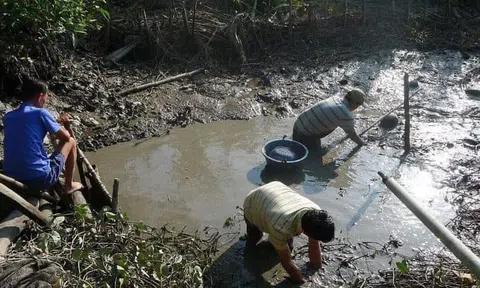 Tát đìa bắt cá - Niềm vui thôn dã