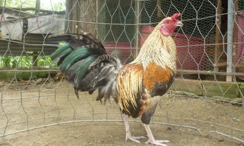 Tiếng gà