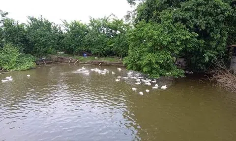 Soi bóng ao quê