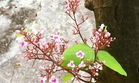 Cây khế ngày xưa