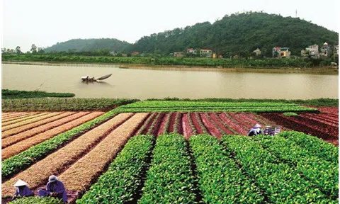 Châu Giang huyền thoại và … đôi điều trăn trở