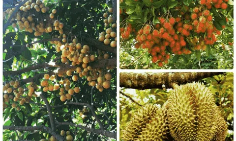  Mùa Hè thời thơ ấu