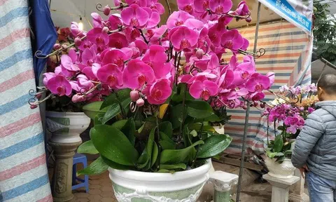 Chuyện mọc râu (Chuyện bây giờ mới kể)