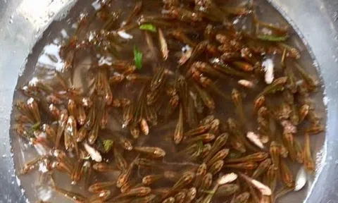 Bầy cá ròng ròng