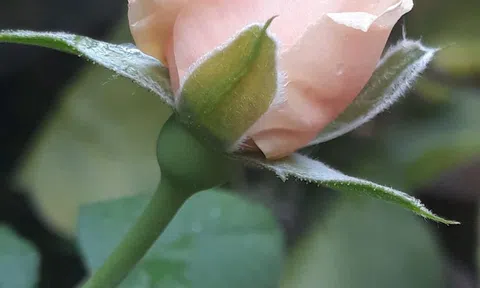 Những điều tử tế quanh ta