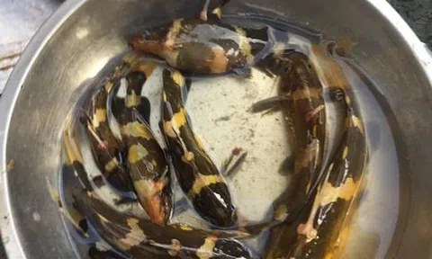 Mùa nước nổi - Con cá chốt chuột· 