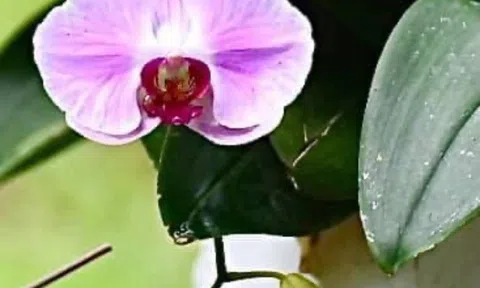 Bánh nếp Làng Giàn