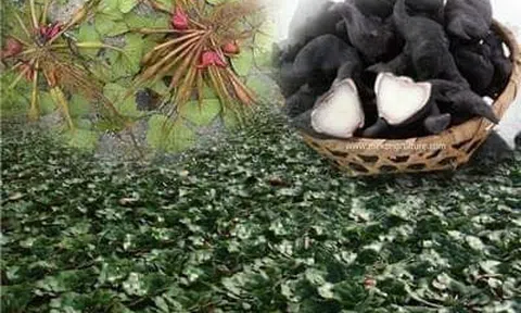 Mùa ấu quê nhà