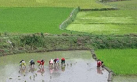 Hạt gạo quê