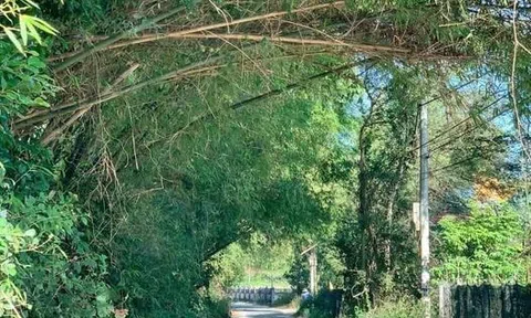 Bờ rào hoa râm bụt trong ký ức