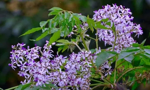 Hoa tím buồn trên mảnh lụa trời xanh