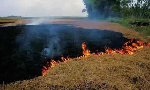 Mùi khói đốt đồng
