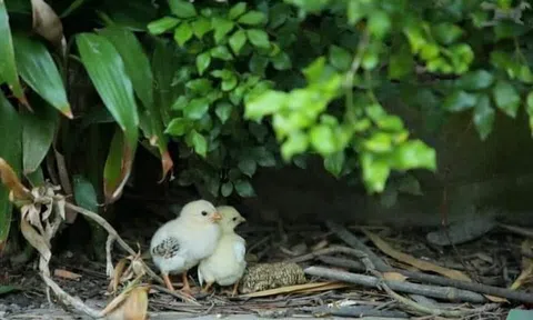 Đàn gà tuổi thơ